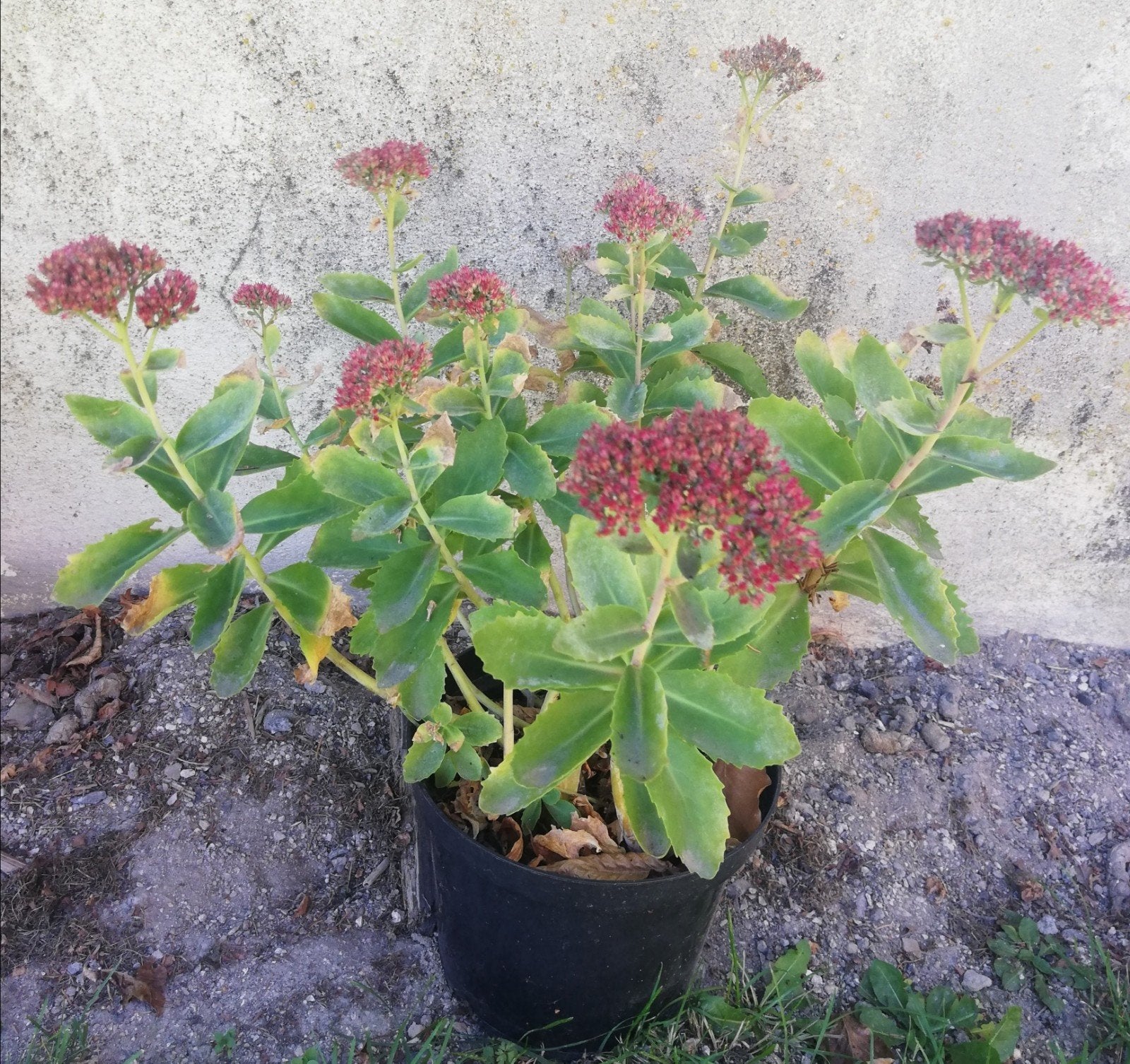 Sedum spectabile rose ruilen of verkopen, Tuin en Terras, Ophalen, Zomer, Vaste plant, Volle zon