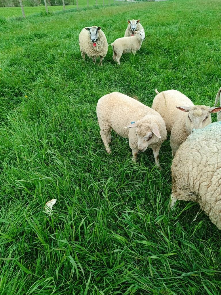 Schapen
