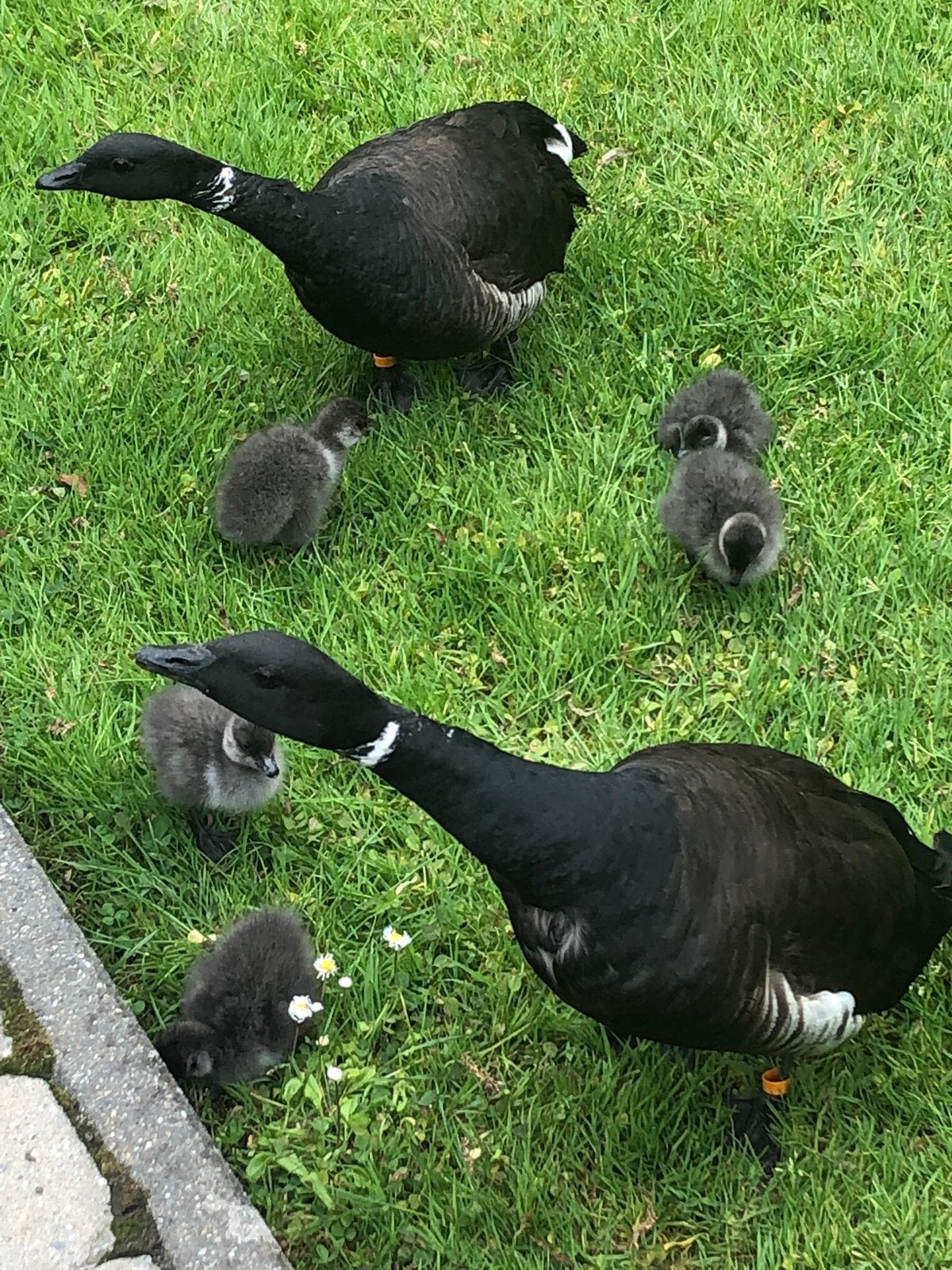 Pasific rotgans, Dieren en Toebehoren, Pluimvee