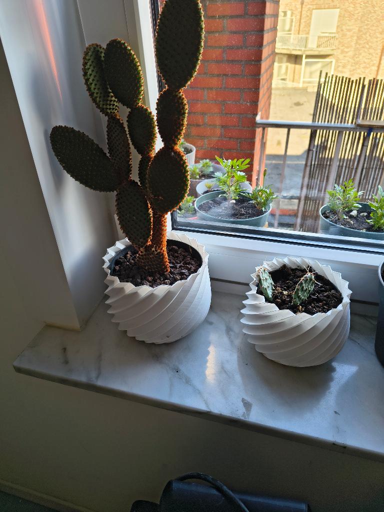 Cactussen, Plein soleil, Moins de 100 cm, Enlèvement, Cactus