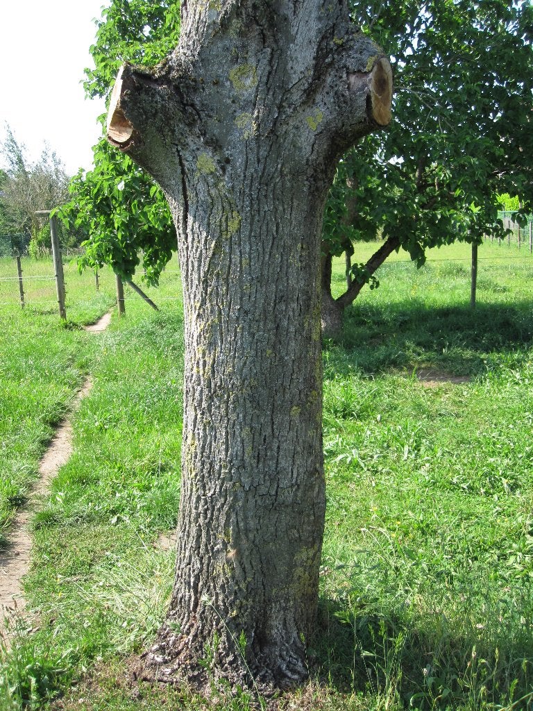 Notenboom stam droog, Diversen, Ophalen