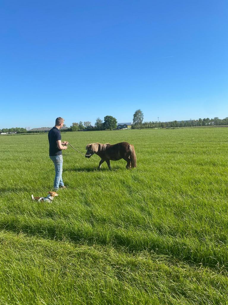 Ponny, Dieren en Toebehoren