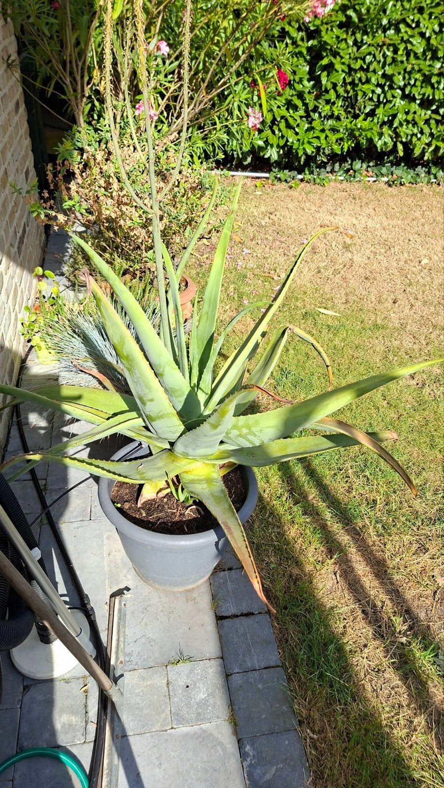ALOE VERA, Jardin & Terrasse, Enlèvement