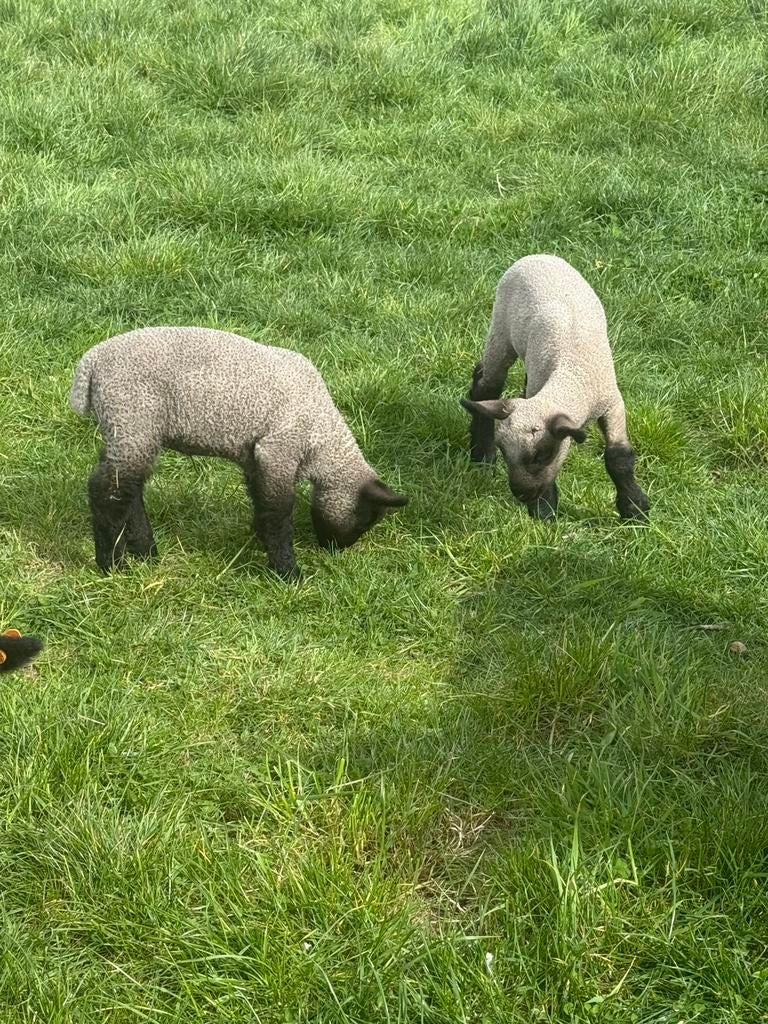 Hampshire down schapen, Meerdere dieren, Schaap, 0 tot 2 jaar