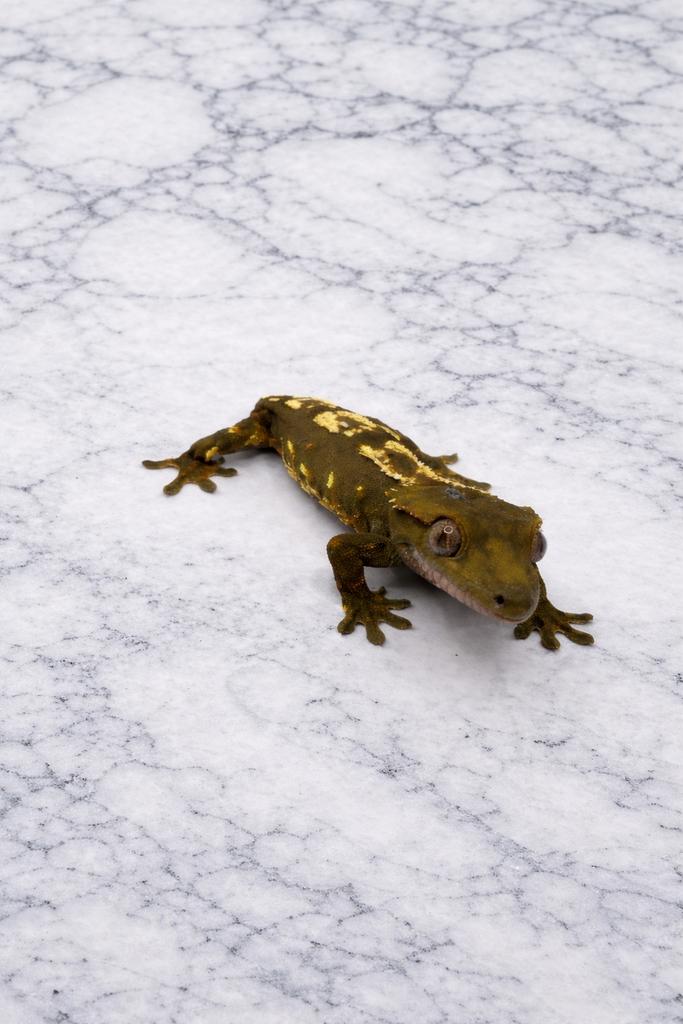 Wimpergekko kuifgekko
