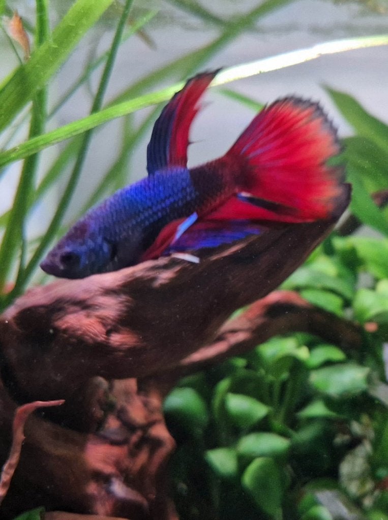 Betta's, Dieren en Toebehoren, Vissen | Aquariumvissen, Vis, Zoetwatervis