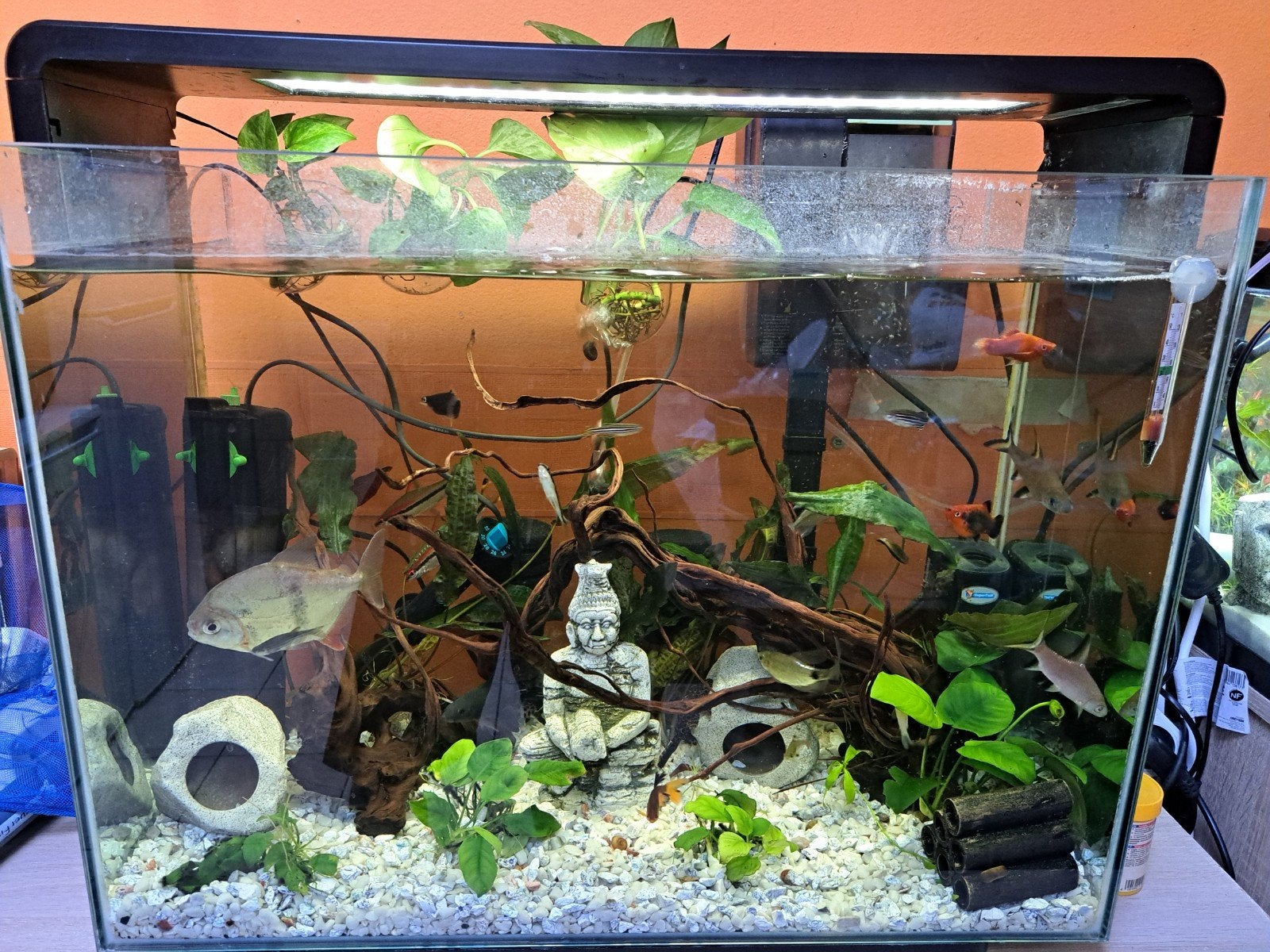 aquarium.superfish home.80 complet +++, Comme neuf, Enlèvement, Poissons inclus, Éclairage ou Chauffage