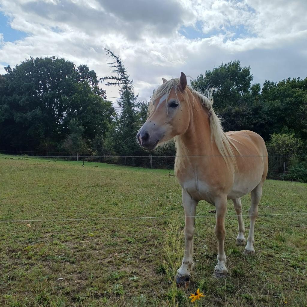 Te koop Haflinger, Animaux & Accessoires, Chevaux, Hongre, Débourré, Moins de 160 cm, 3 à 6 ans, Cheval de récréation