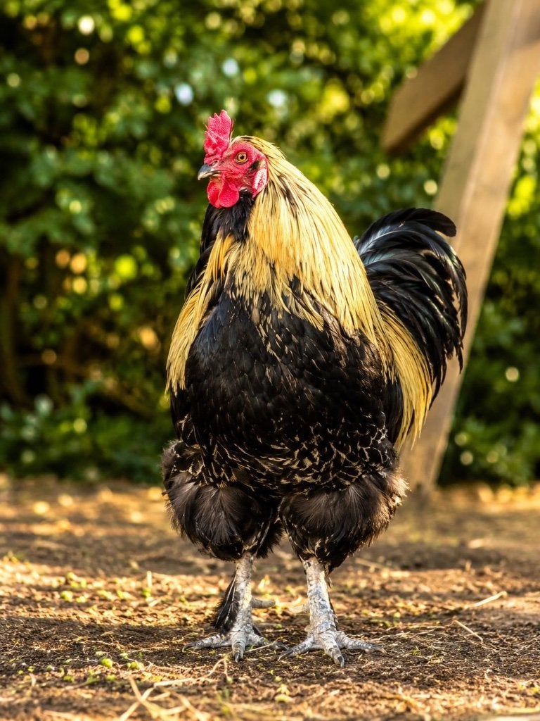 Hanen, Dieren en Toebehoren, Pluimvee, Mannelijk, Kip