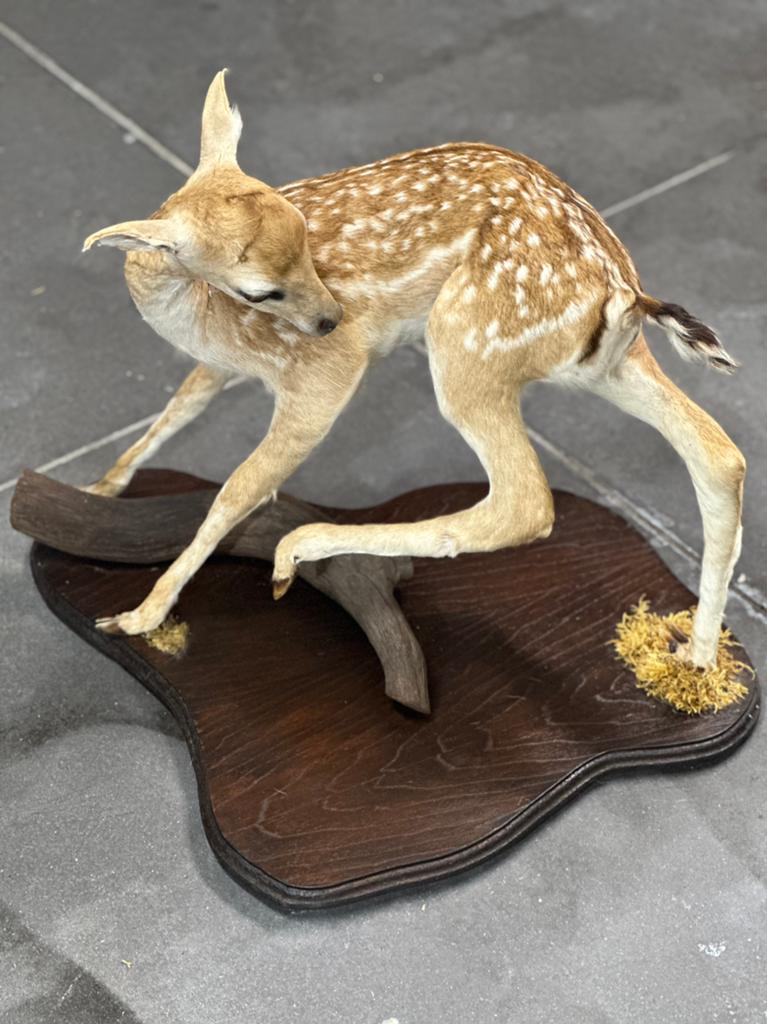 Opgezette hertje bambie prachtig taxidermie, Antiek en Kunst, Ophalen