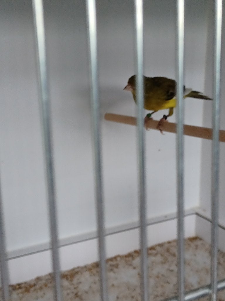 Timbrado kanaries, Dieren en Toebehoren, Meerdere dieren, Zangkanarie