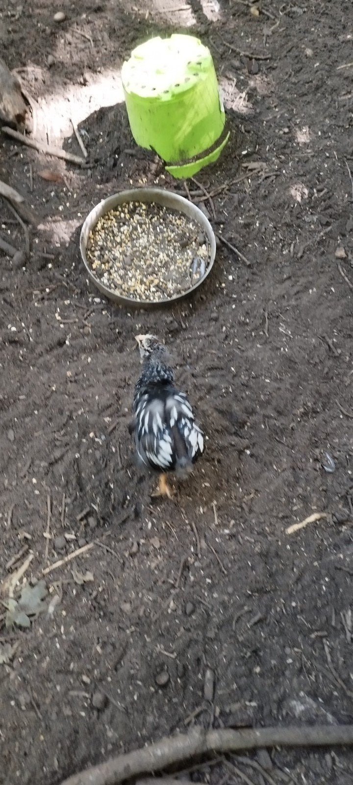 2 kuikens wyandott, Dieren en Toebehoren, Pluimvee