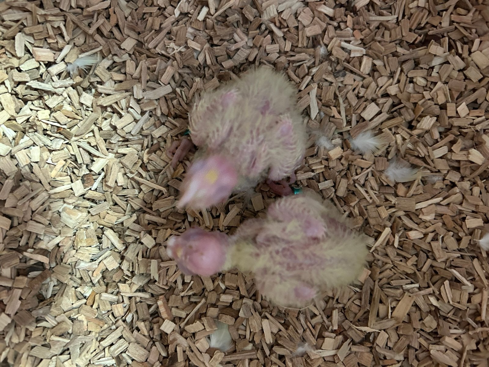 Valkparkieten, Meerdere dieren, Parkiet, Geringd