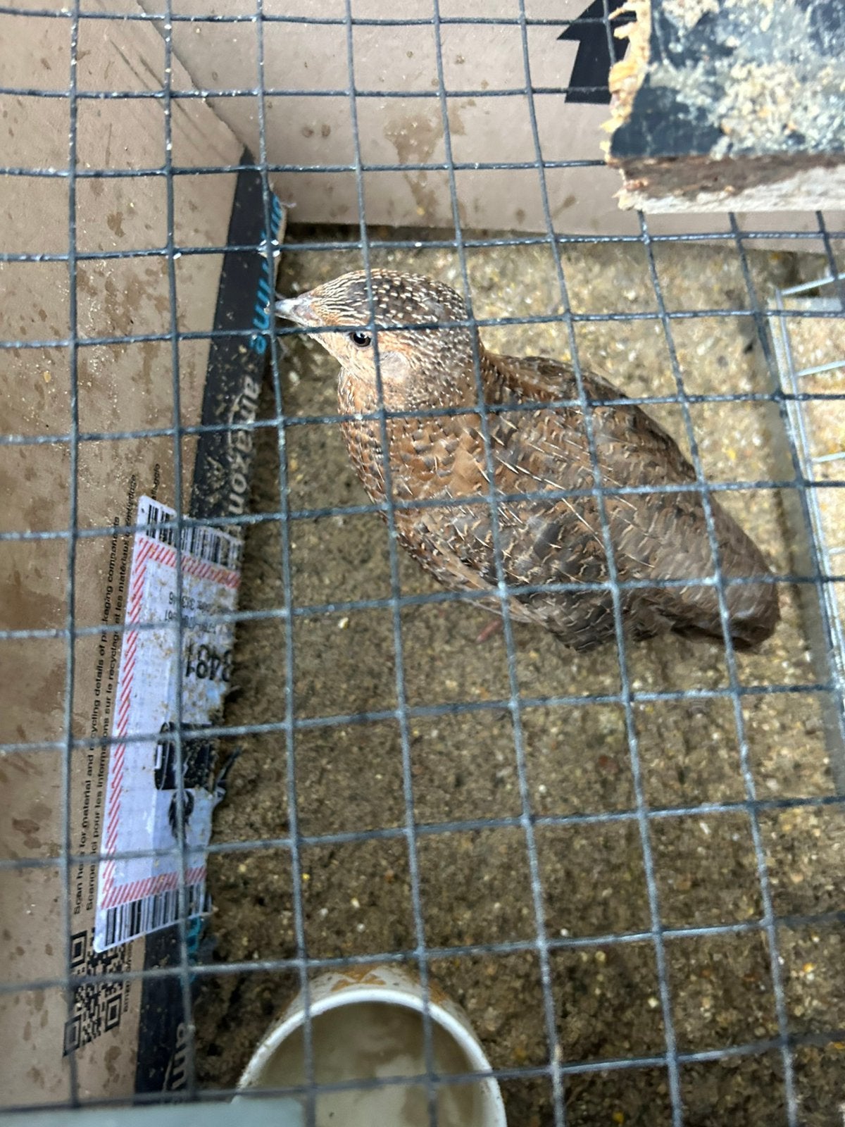 Kwartel haantjes, Dieren en Toebehoren, Pluimvee, Mannelijk, Overige soorten