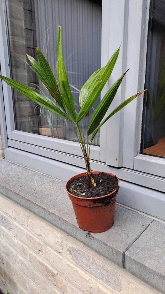 palmboom, Tuin en Terras, Planten | Bomen, Ophalen, In pot, Palmboom, Minder dan 100 cm