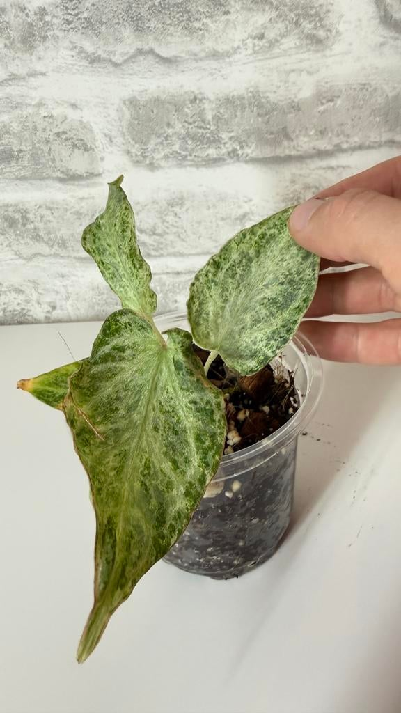 Anthurium Silver Blush Mint, Huis en Inrichting, Kamerplanten, Ophalen