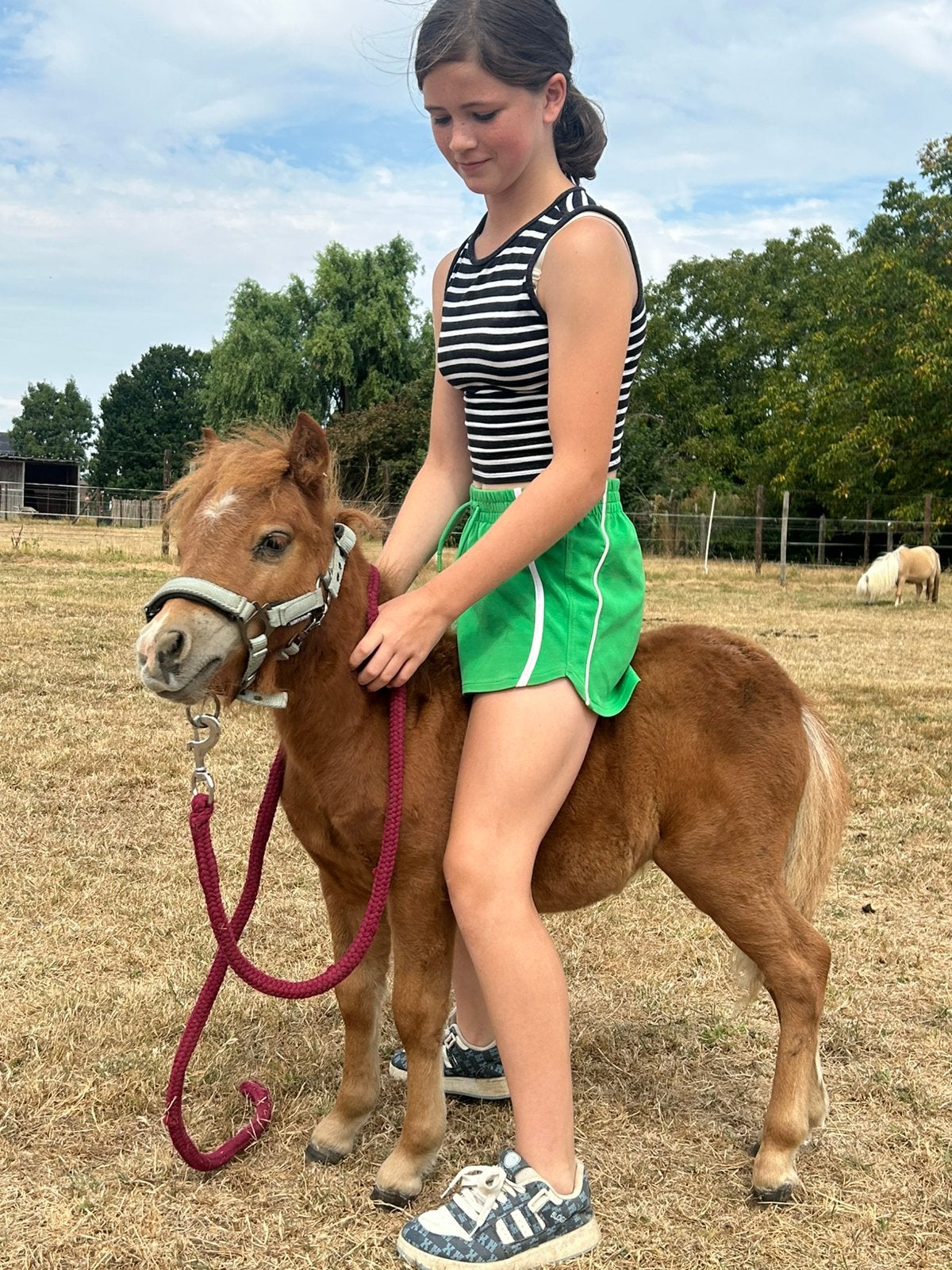 Schetland veulentje, Animaux & Accessoires, Poney de récréation, Vermifugé, Poney A (jusqu'à 1.17 m), Étalon
