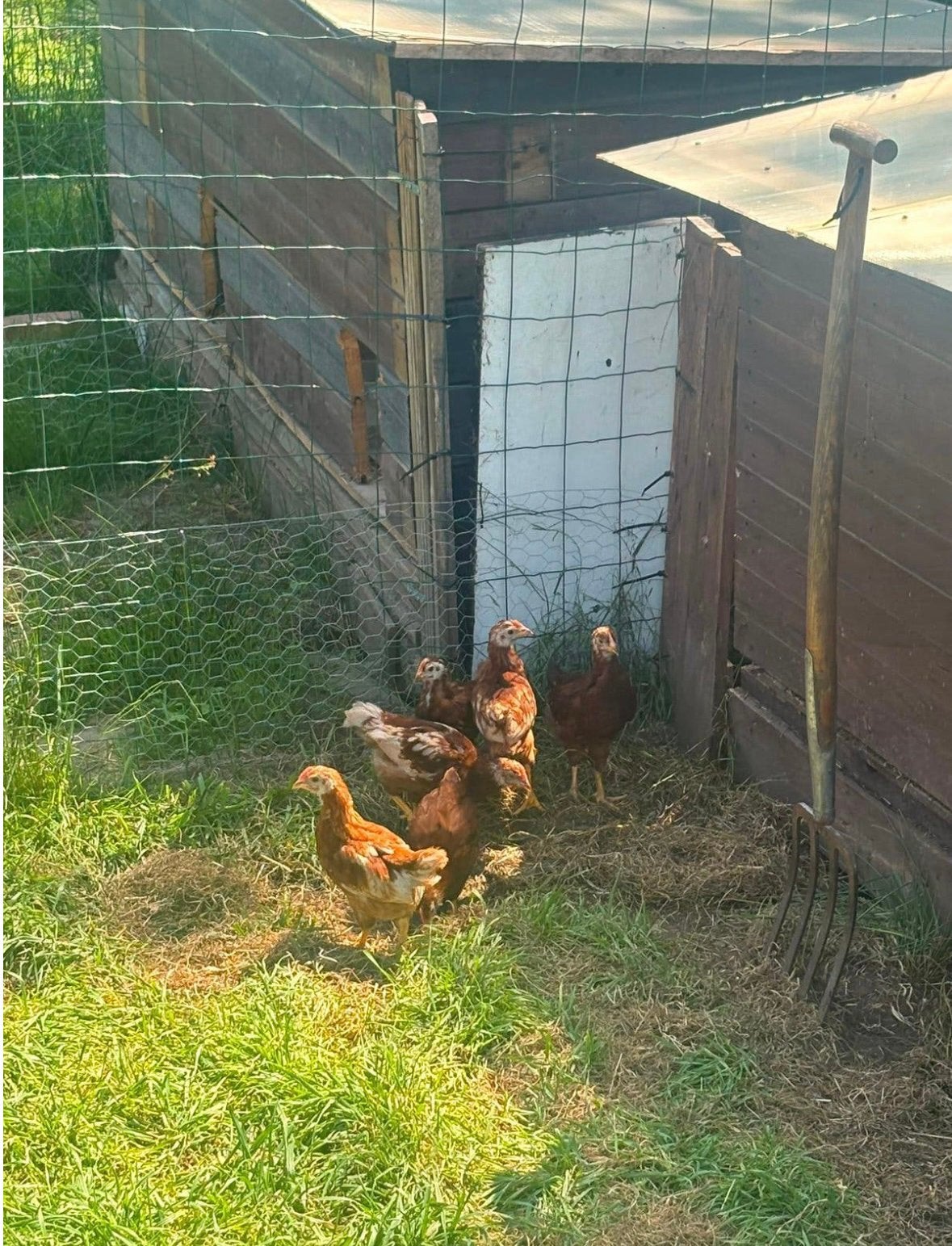 Jonge kuikens– 7 weken oud, Dieren en Toebehoren, Ophalen, Zo goed als nieuw