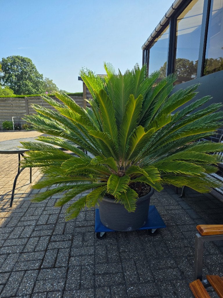 Cycas revoluta mooie groot exemplaar, Ophalen, Vaste plant, Varens, Volle zon
