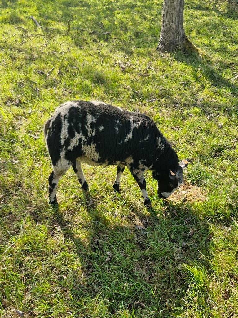 Baggerbonte ram, Dieren en Toebehoren