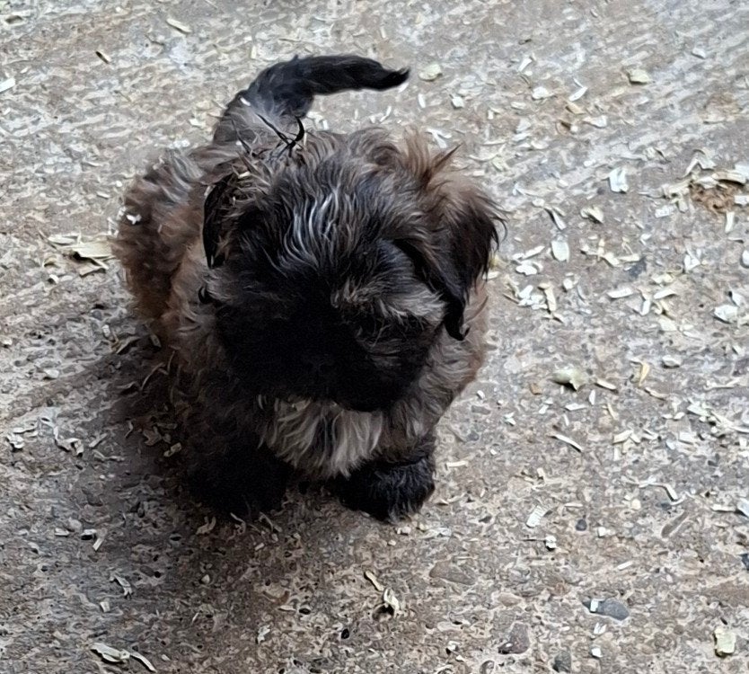 Chiots Shih Tzu, Animaux & Accessoires, Chiens | Chihuahuas & Chiens de compagnie, Maladie de Carré (chiens), Autres races, Plusieurs