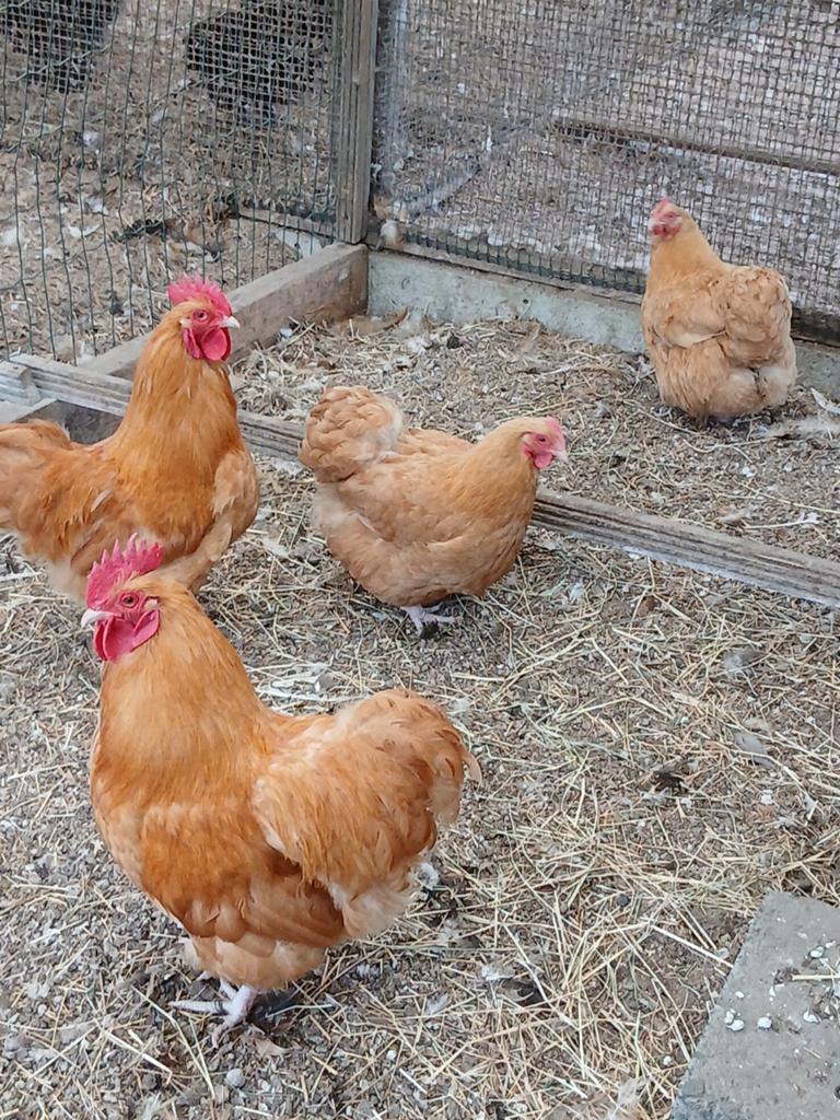 Orpington buff :  krielen, Meerdere dieren, Kip