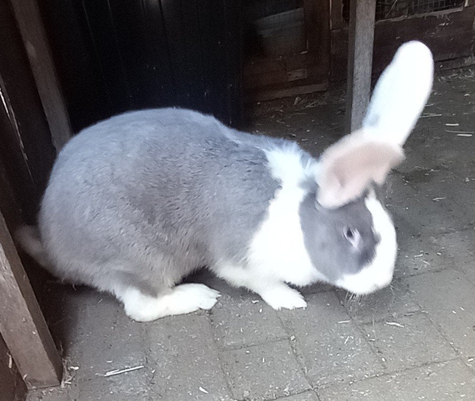 Duitse reus voedster, Dieren en Toebehoren, Konijnen, Vrouwelijk, Groot, 0 tot 2 jaar