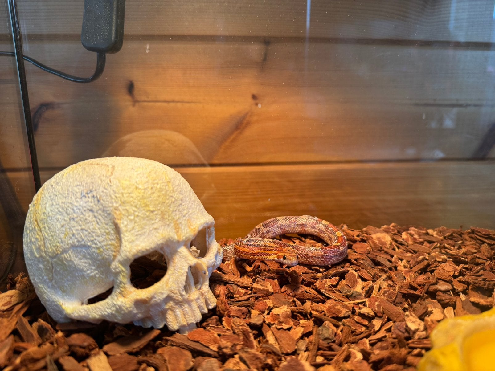 Baby korenslang + terrarium en toebehoren, Dieren en Toebehoren, Slang, Met terrarium, 0 tot 2 jaar