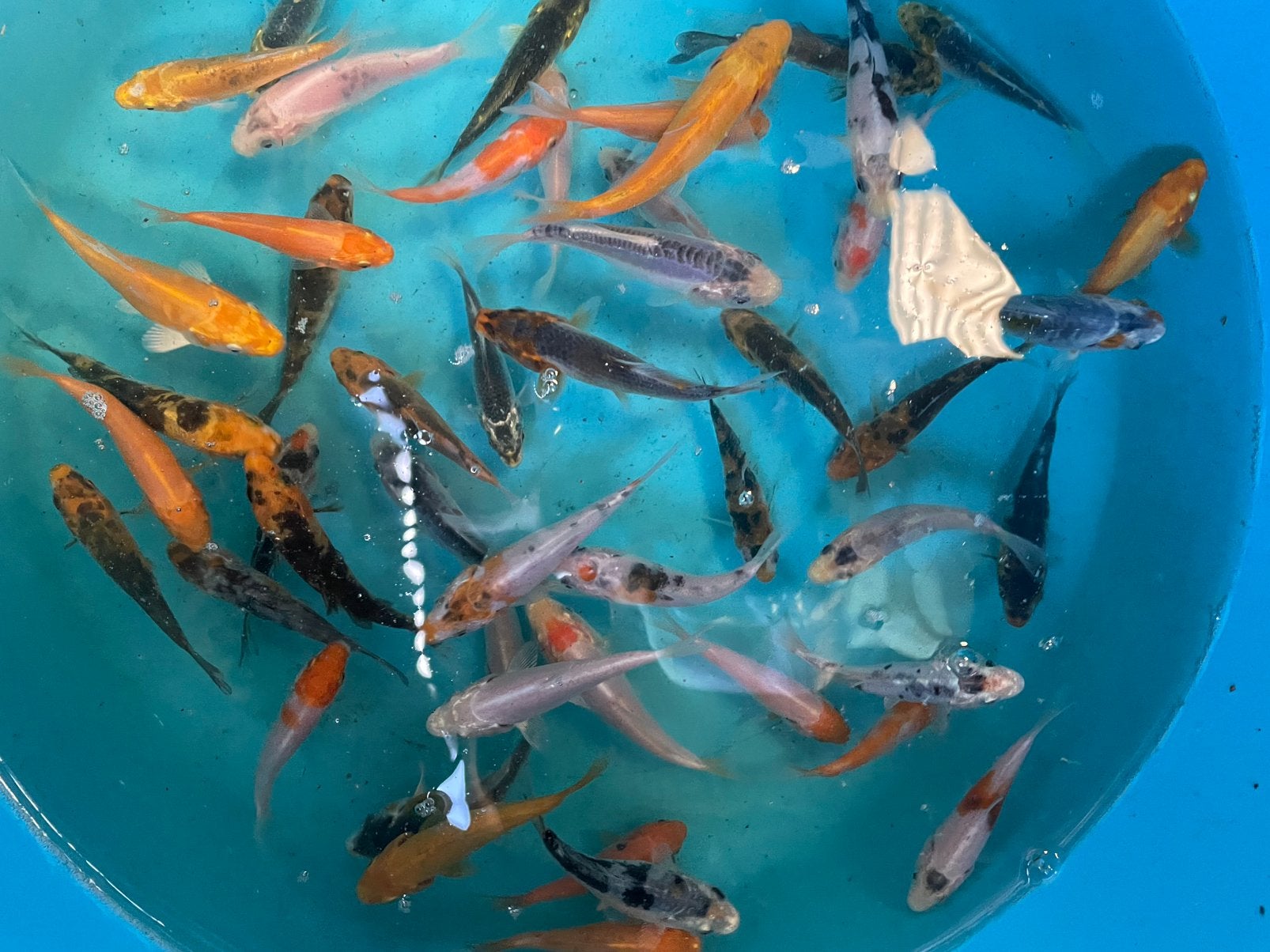 Koi b 10-12cm, Dieren en Toebehoren, Vissen | Vijvervissen, Karper of Koi
