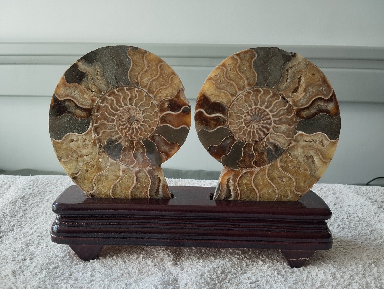 Fossile d'ammonite cleoniceras (Madagascar), Collections, Enlèvement ou Envoi, Fossile