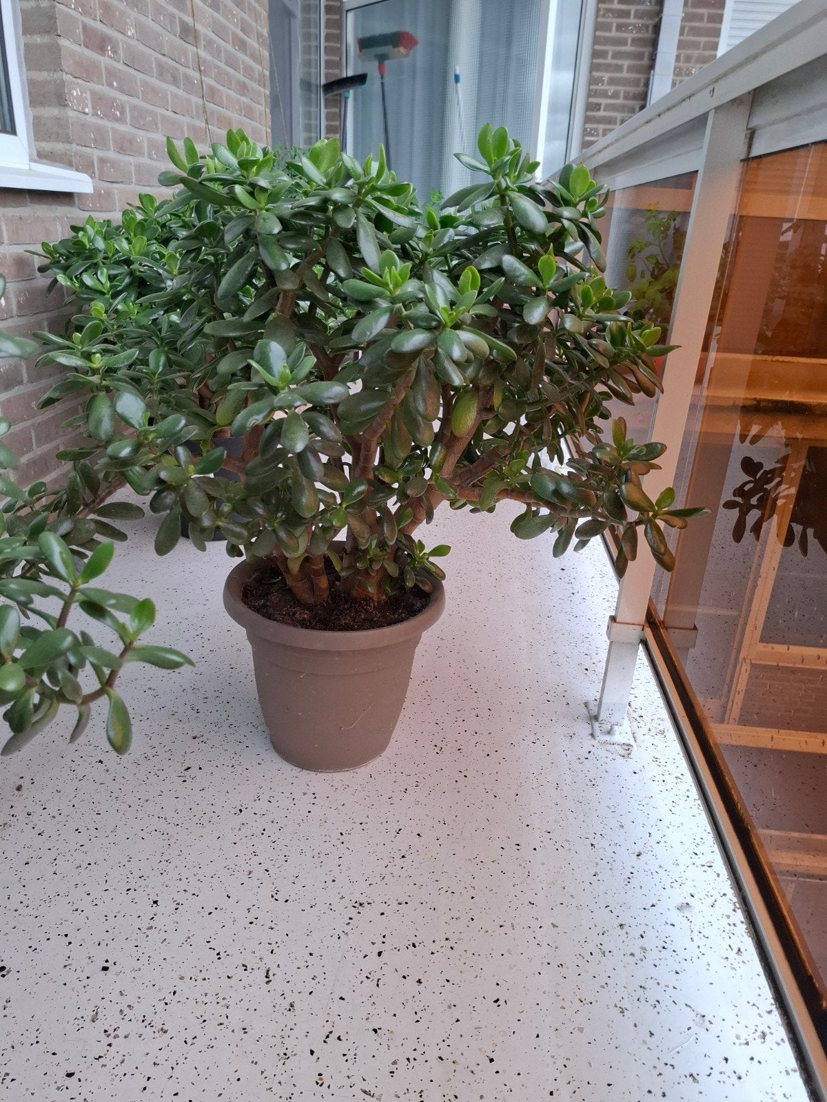 Te koop mooie vetplanten., Ophalen, Bloeit niet, Halfschaduw, Overige soorten
