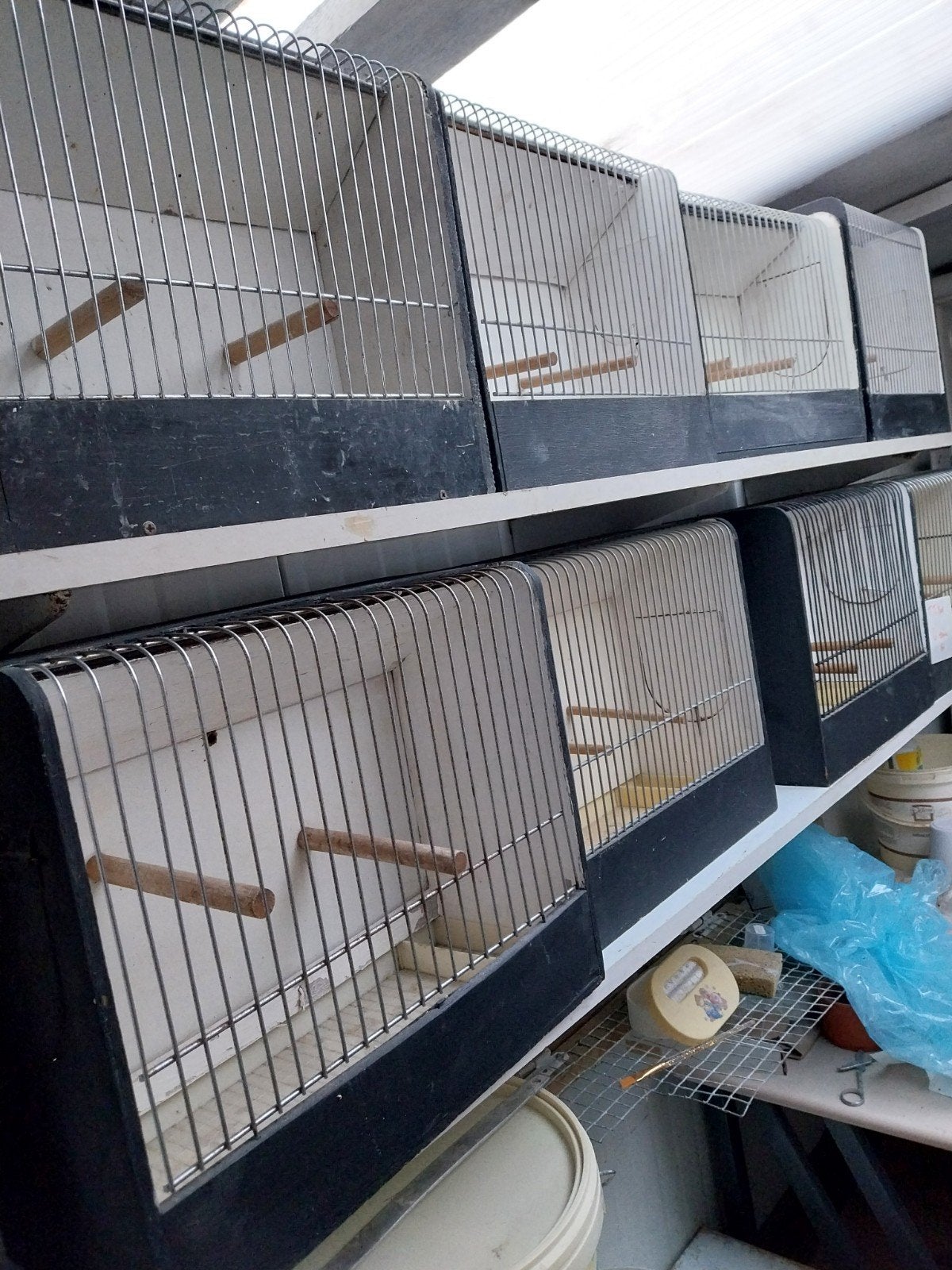 T.T . kooien, Dieren en Toebehoren, Ophalen