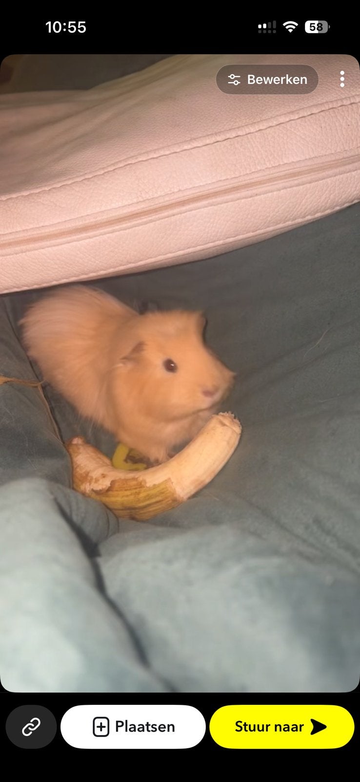 Cavia mannetje te geef, Januari, Mannelijk, Cavia