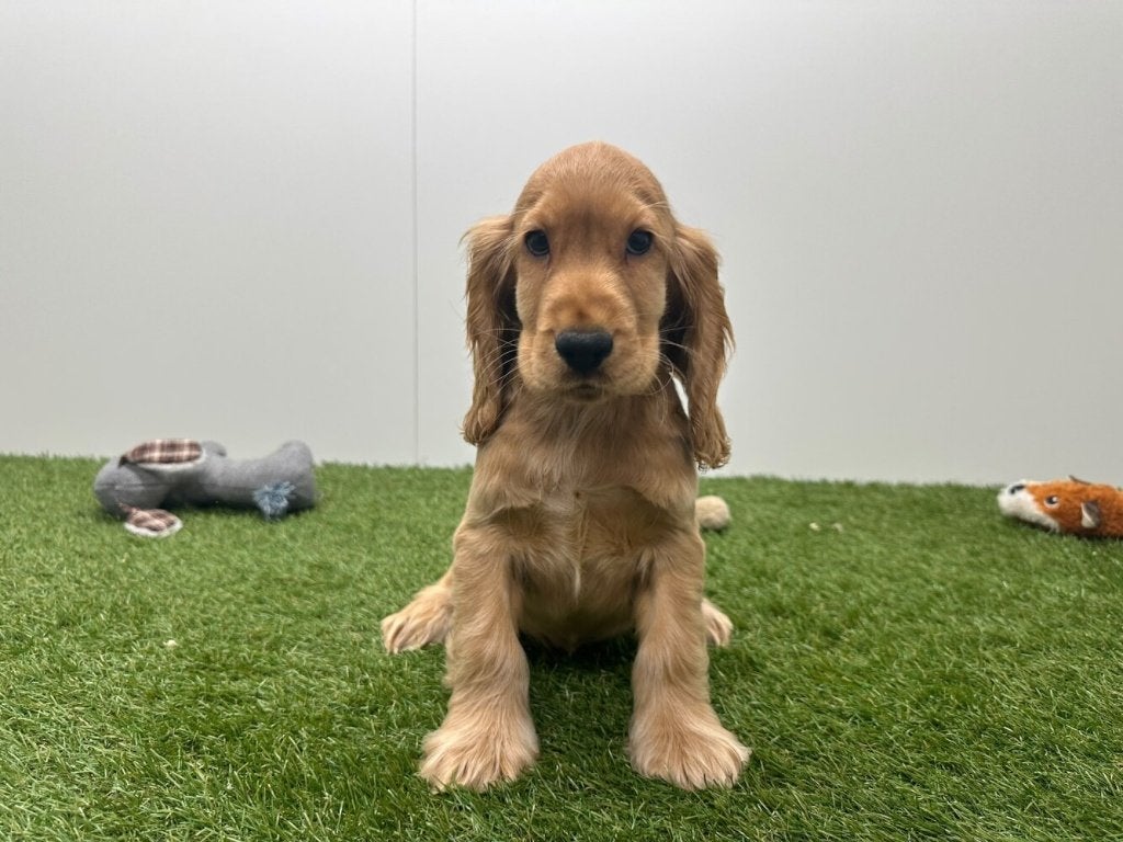 Engelse Cocker Spaniel pups, Dieren en Toebehoren, België, 8 tot 15 weken, CDV (hondenziekte), Meerdere