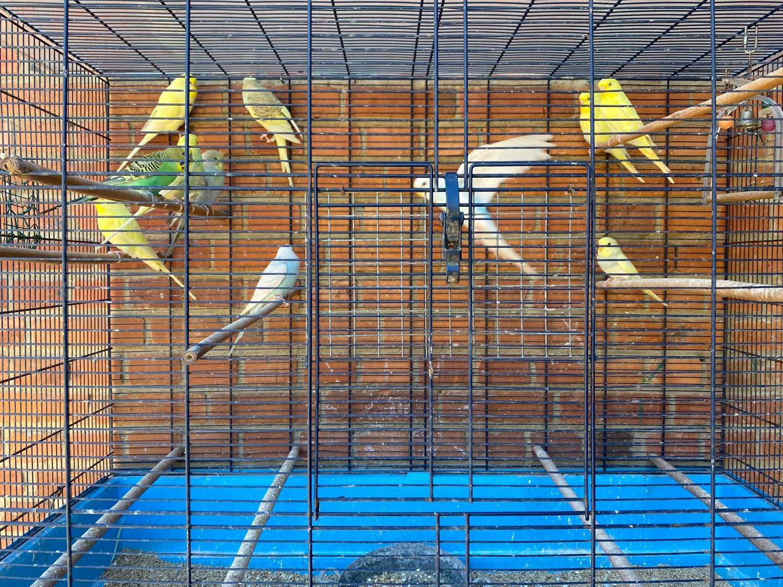 Grasparkieten te koop, Meerdere dieren, Parkiet