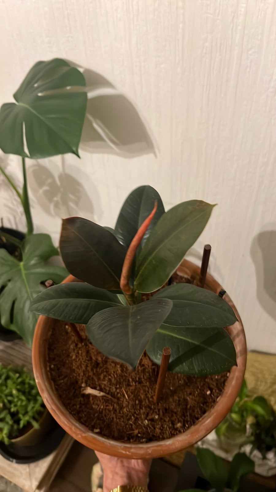 Beau plant de Ficus Elastica - 40cm, Ophalen, Ficus