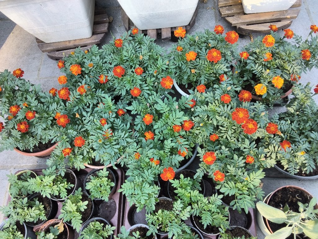 Plantes de jardin /tagètes /molènes /romarin /sauge, Enlèvement, Mi-ombre