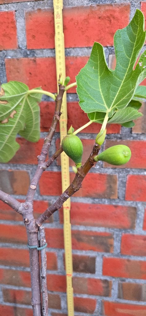 Vijgenboom Ficus Carica vijgen boom 1v11 cast, Ophalen, Lente, Volle zon, In pot