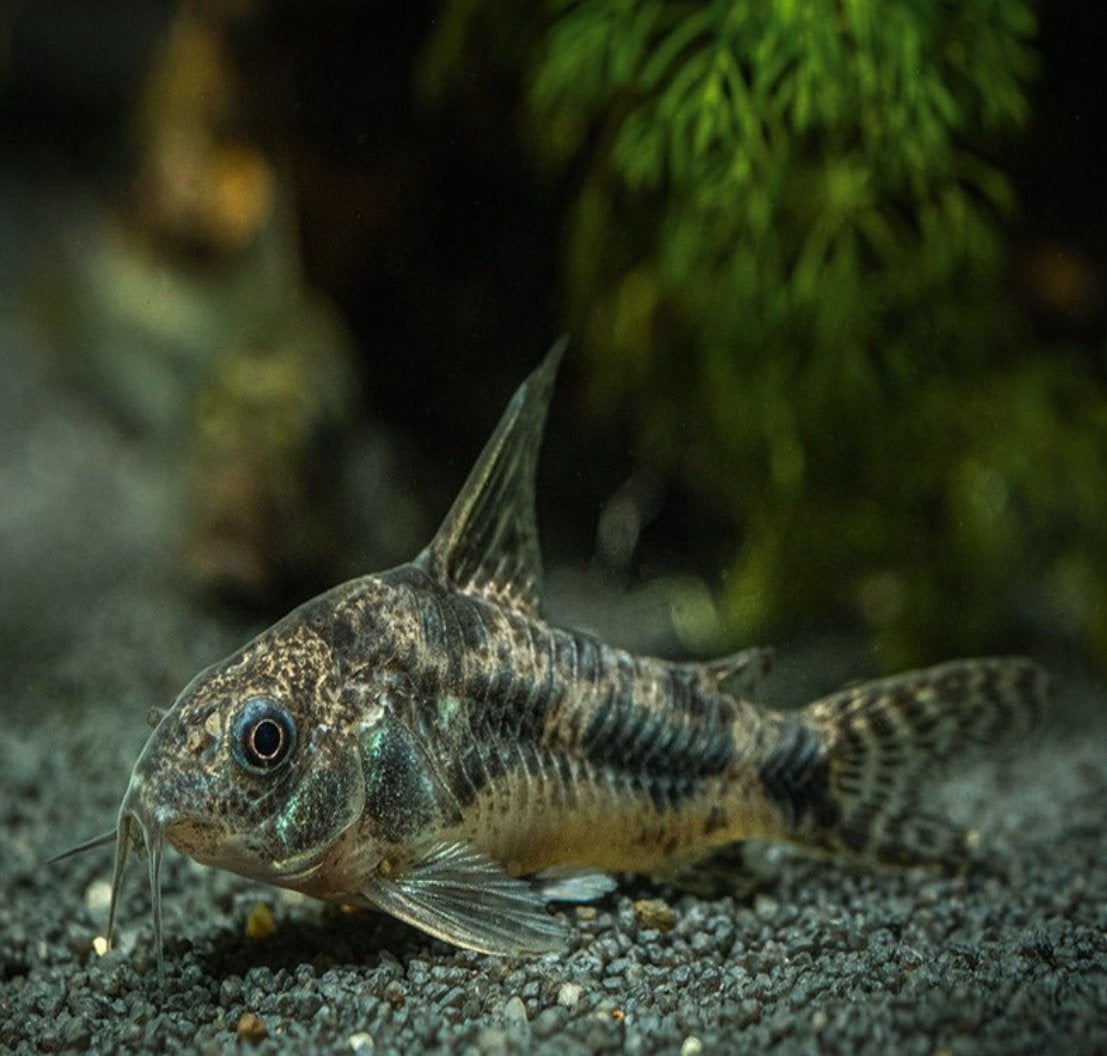1 corydorasvis om weg te geven, Dieren en Toebehoren, Vissen | Aquariumvissen, Vis