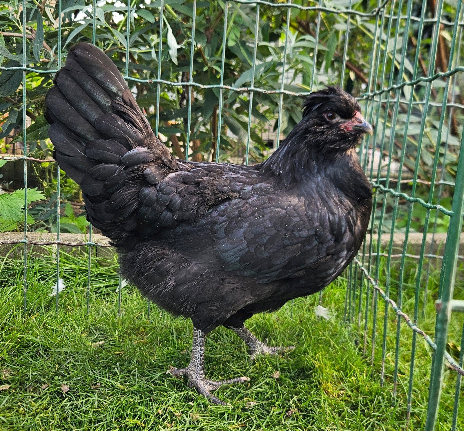 Zwarte Engelse Araucana, Dieren en Toebehoren, Meerdere dieren, Kip