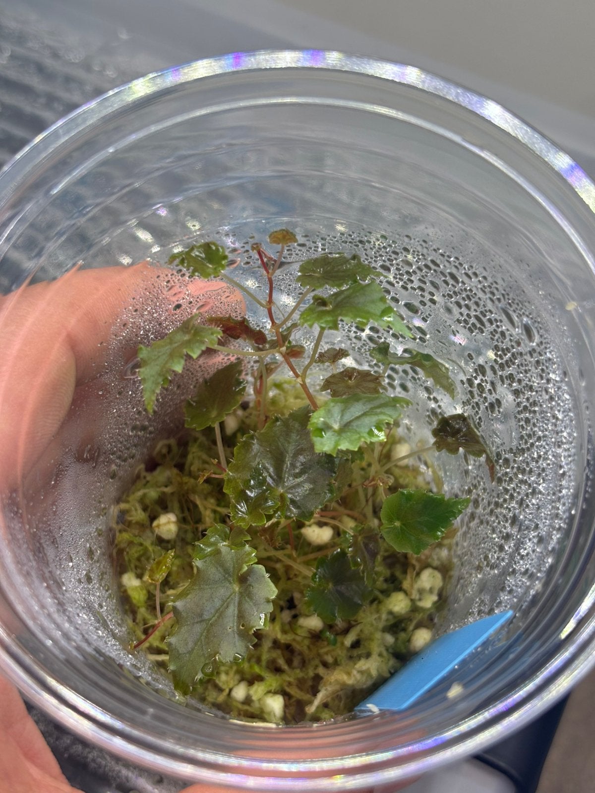 Begonia dodsonii, Animaux & Accessoires, Enlèvement ou Envoi, Neuf, Branche, Plante, Roche ou Pierre