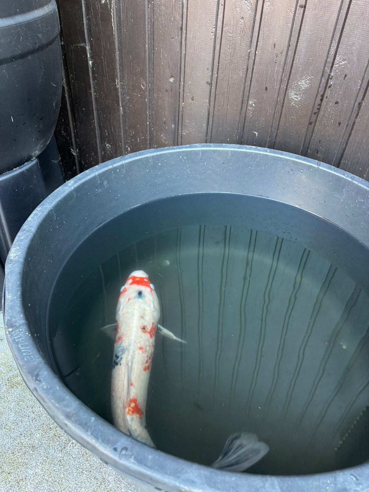 Koi 40-45cm, Dieren en Toebehoren, Vissen | Vijvervissen, Karper of Koi