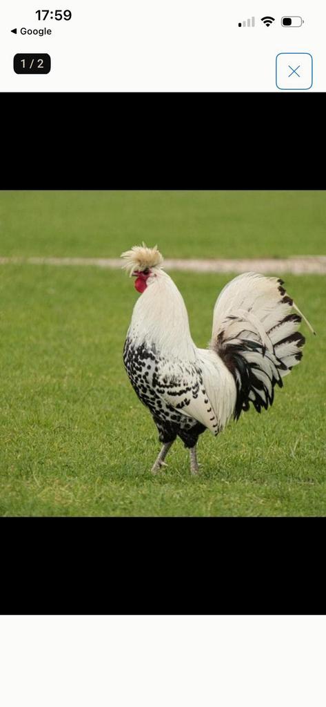 Alppenzeller, Dieren en Toebehoren, Meerdere dieren