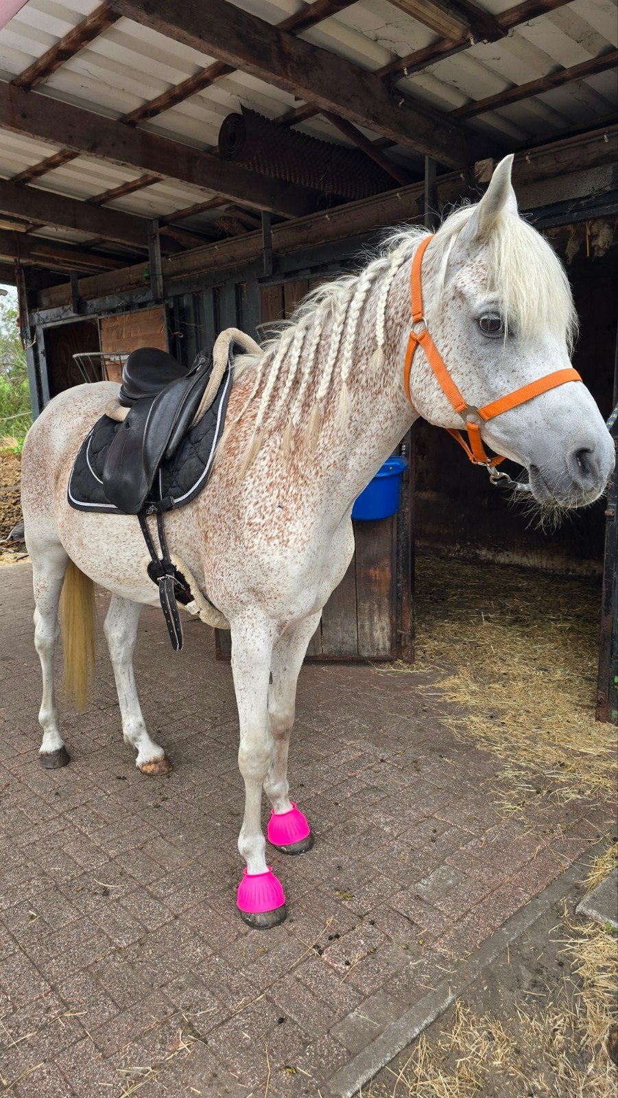 Zeer lieve arabier, Dieren en Toebehoren, Ruin