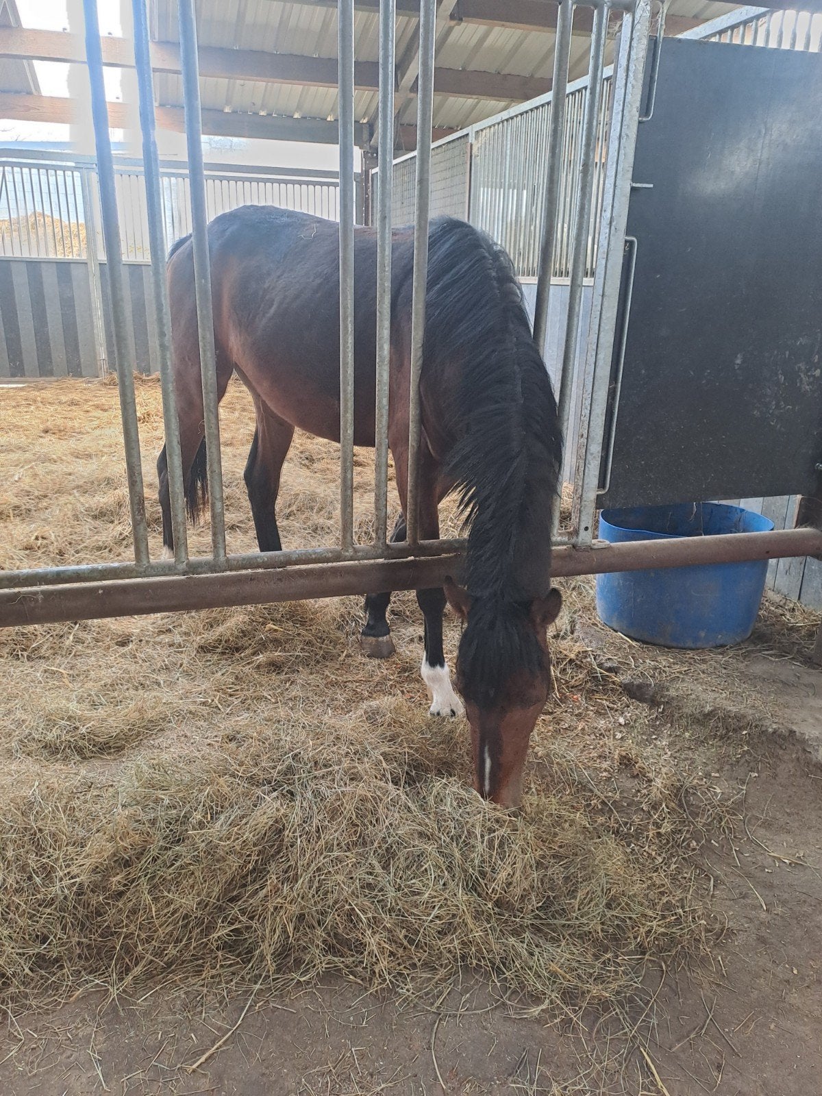 2 jaarse hengst, Dieren en Toebehoren, Paarden, Springpaard, Met stamboom, 0 tot 2 jaar, Hengst