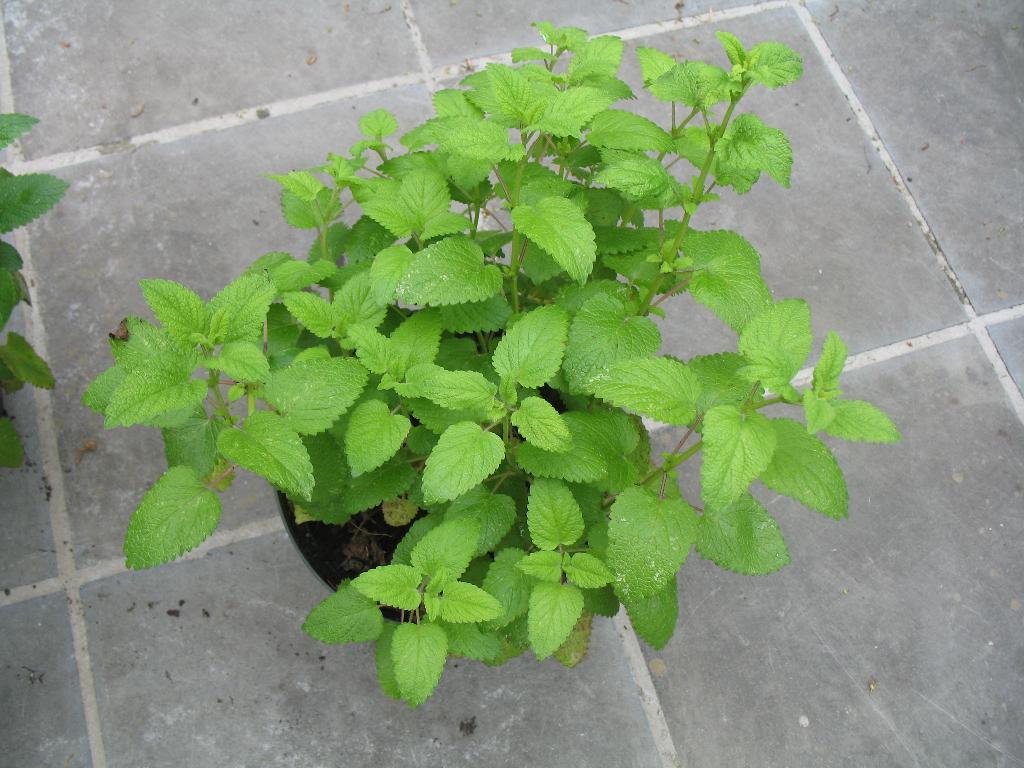 Citroenmelisse, kruiden, Jardin & Terrasse, Plantes | Jardin, Enlèvement, Herbes