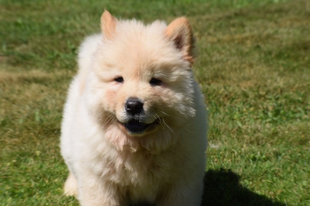 Chow-chow pups nieuw nestje, Dieren en Toebehoren, Honden | Poolhonden, Keeshonden en Oertypen, België, Overige rassen, 8 tot 15 weken