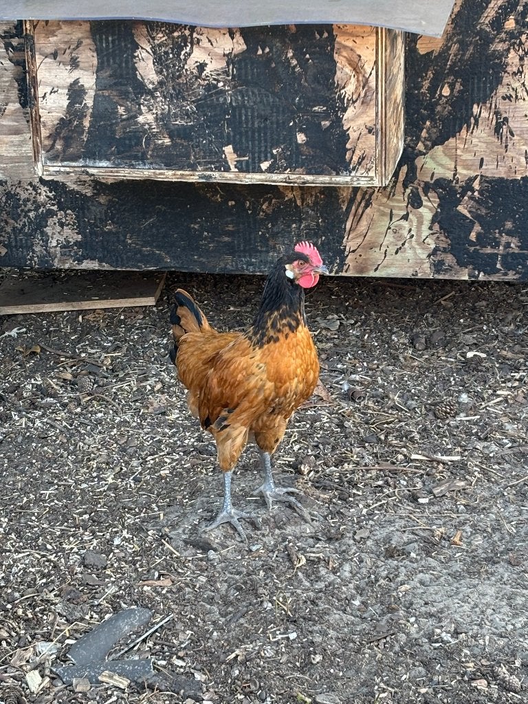 Vorwerk hanen, Mâle, Poule ou poulet