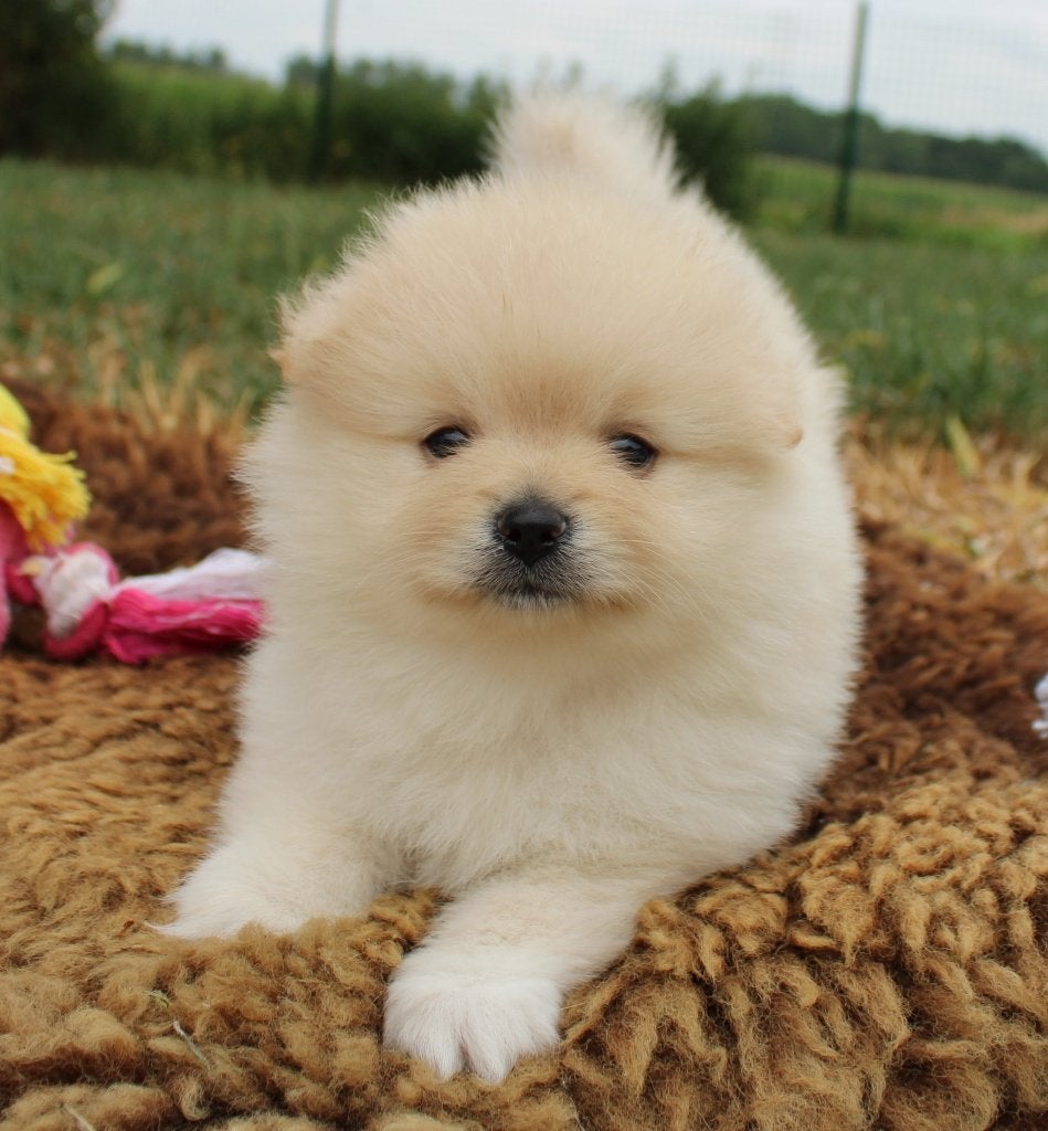 Pomeriaan pup, Dieren en Toebehoren, België, Keeshond, CDV (hondenziekte), 8 tot 15 weken