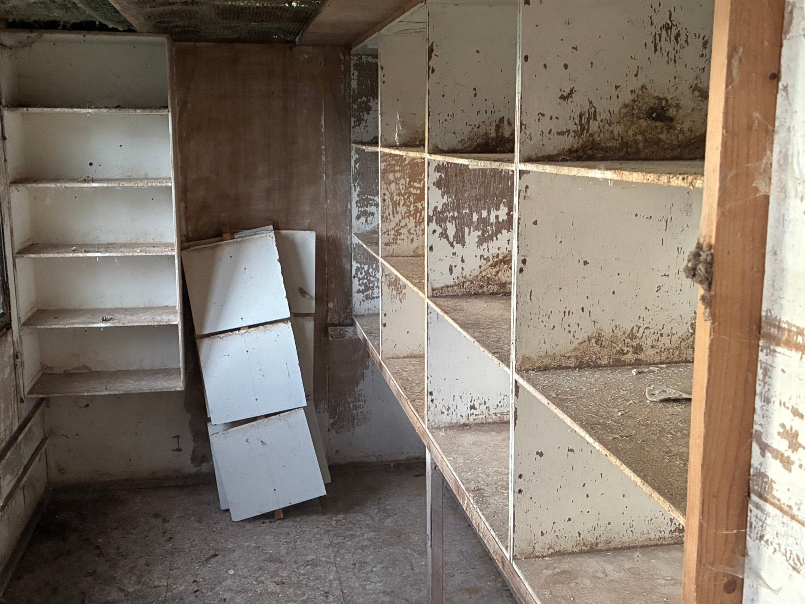 Duiven hokken te koop, Plusieurs animaux, Tourterelle